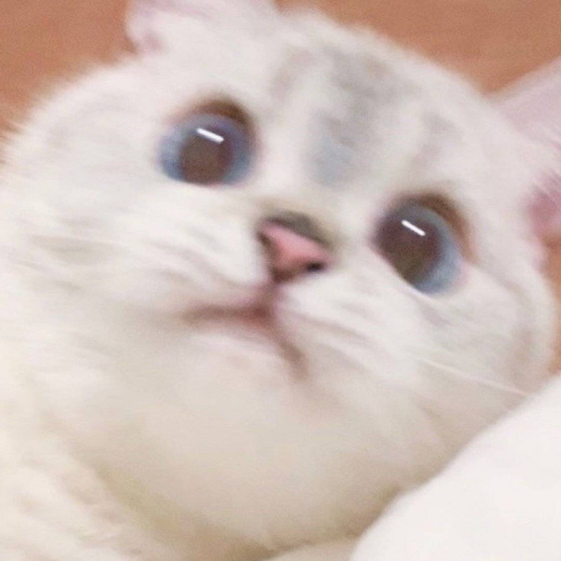 猫猫耶