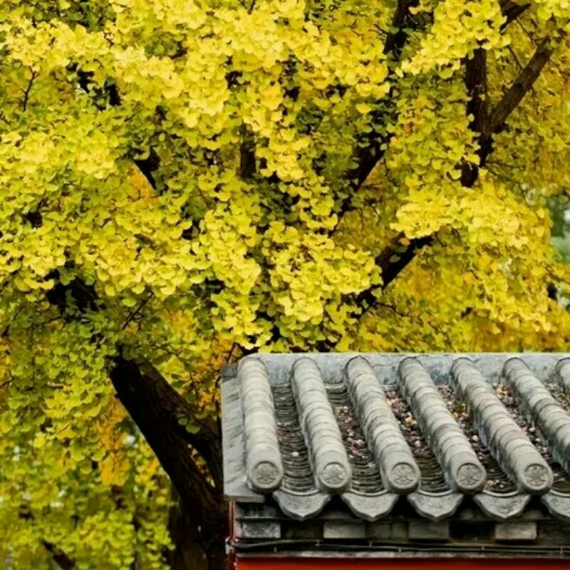 深山老林闻心声