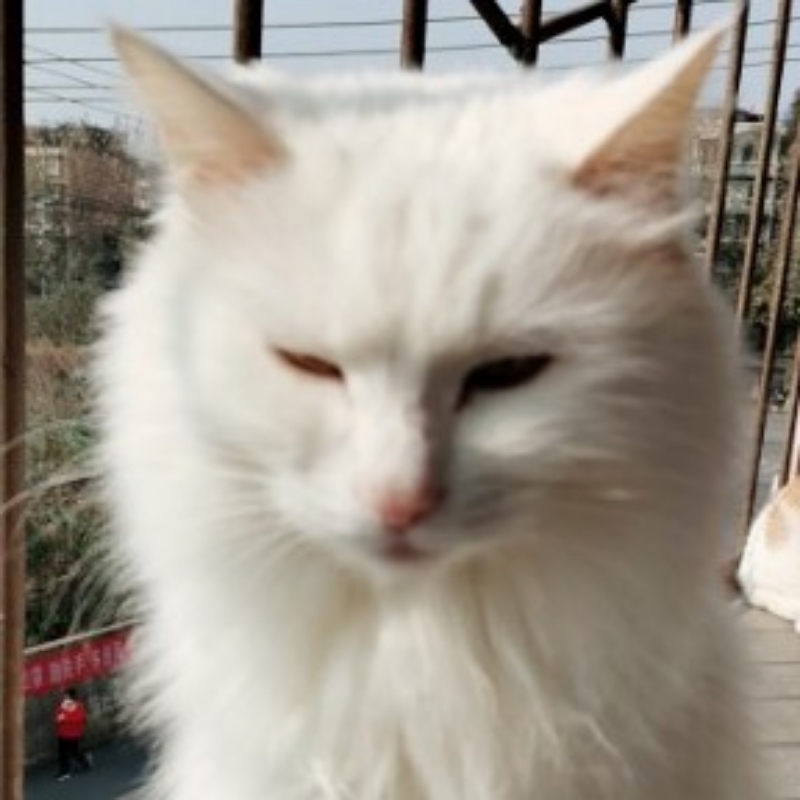 金色BB猫