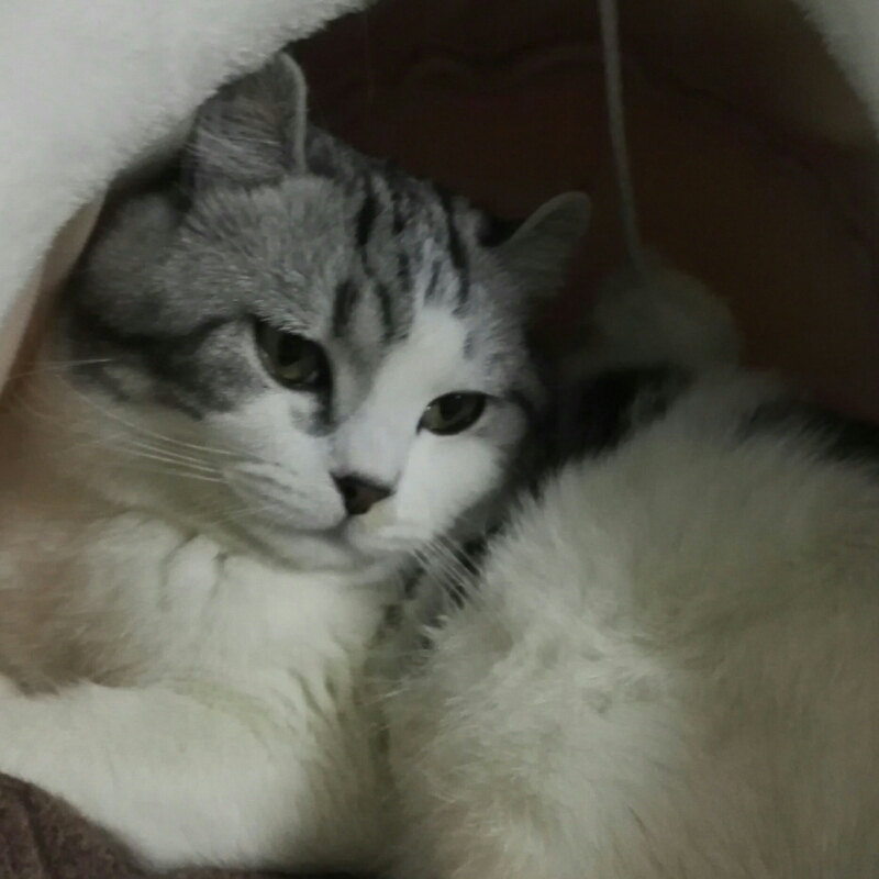 赫赫喜欢猫