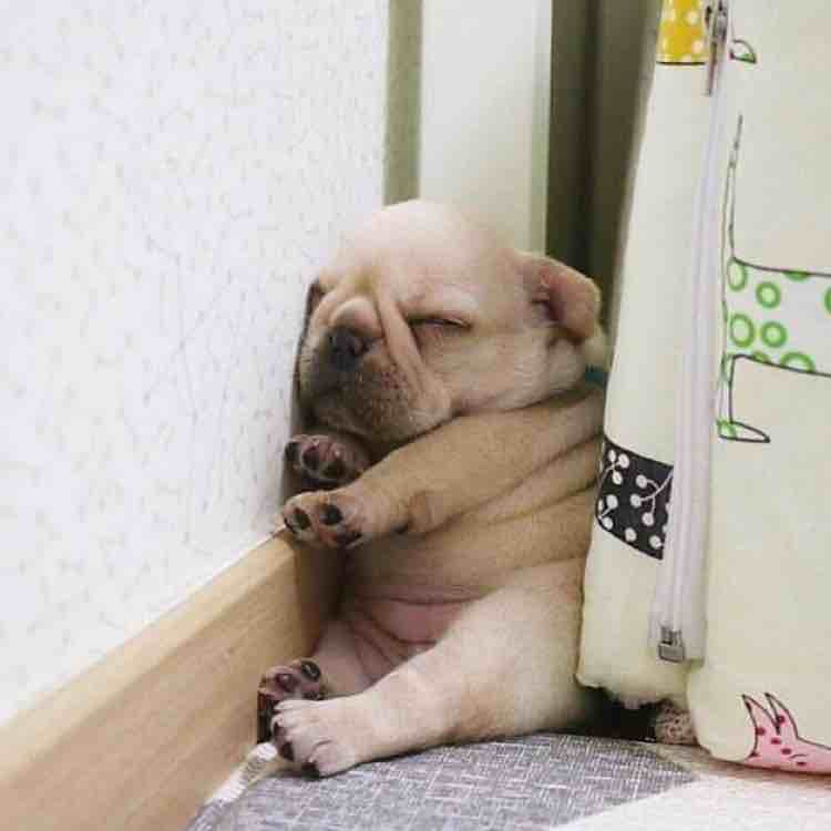 芋圆锡兰红茶拿铁小姐