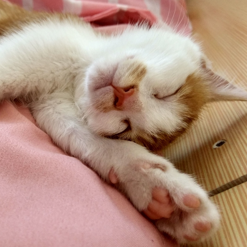 海猎人