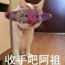 小小坑宝