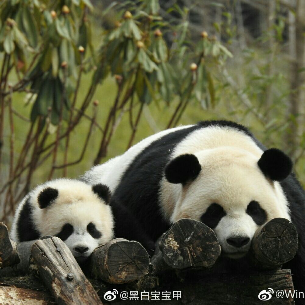 绩笑是个憨憨呦