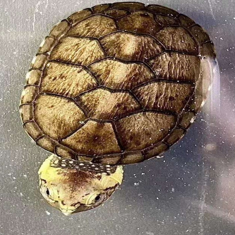 尘土与骨