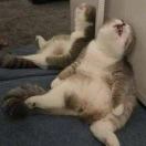 苏苏