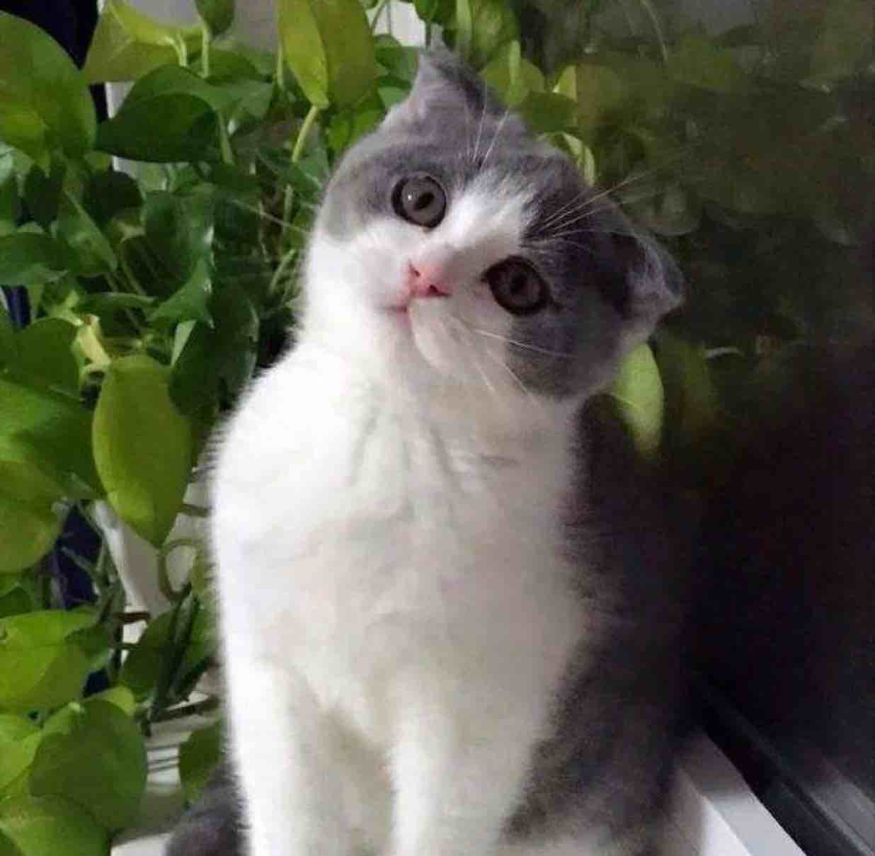 草茶