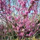 昙花一现