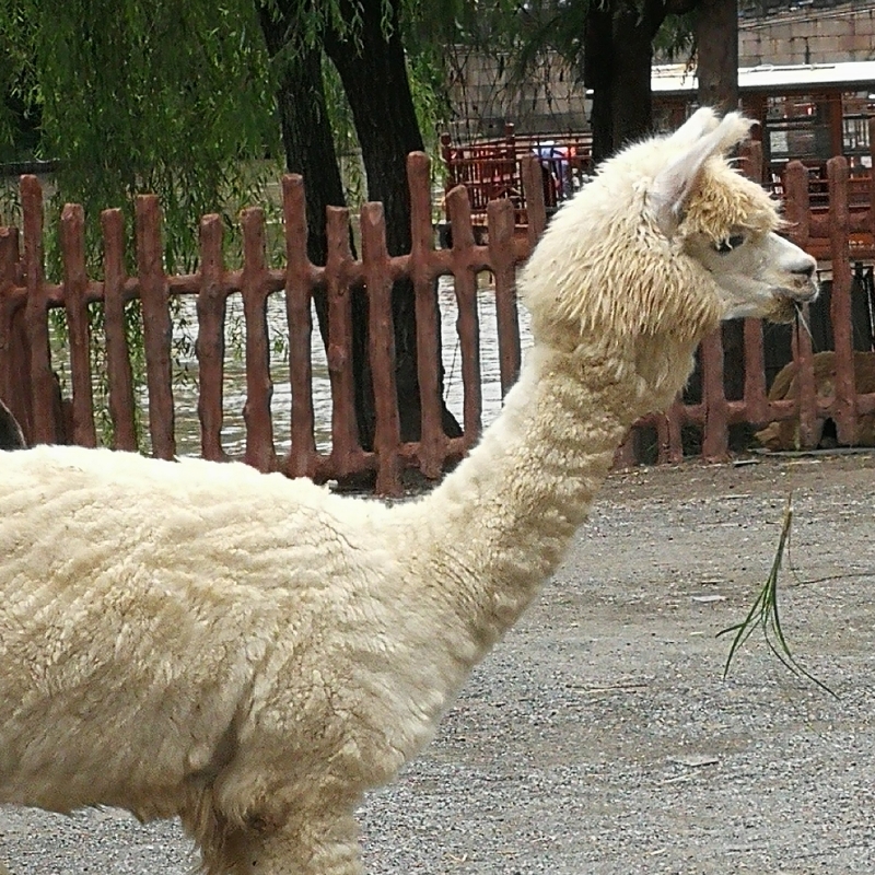 天花板.