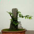 平分秋色..