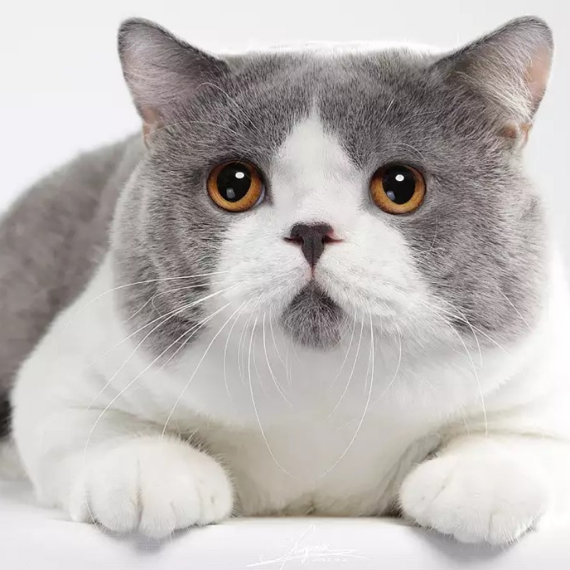 大司马大将军领尚书事