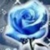 沙漠里的蒲公英