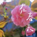 鱼儿豆豆妈