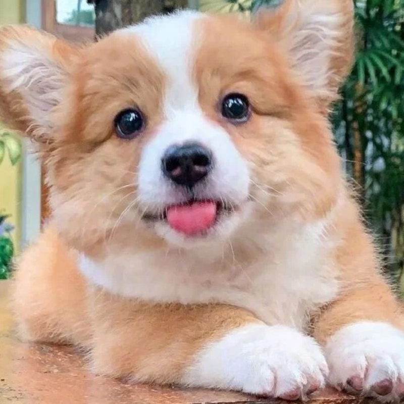 你抽啥？