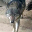 野狼
