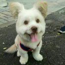 董文法