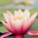 龙族一条