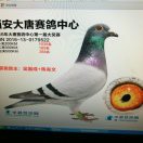 飞翔
