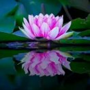 花非花