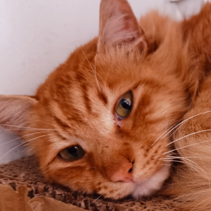 山东狮子猫