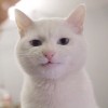 沙羅双樹
