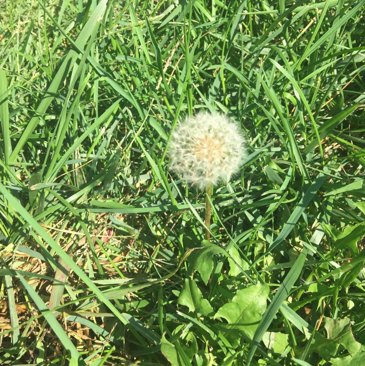 狼