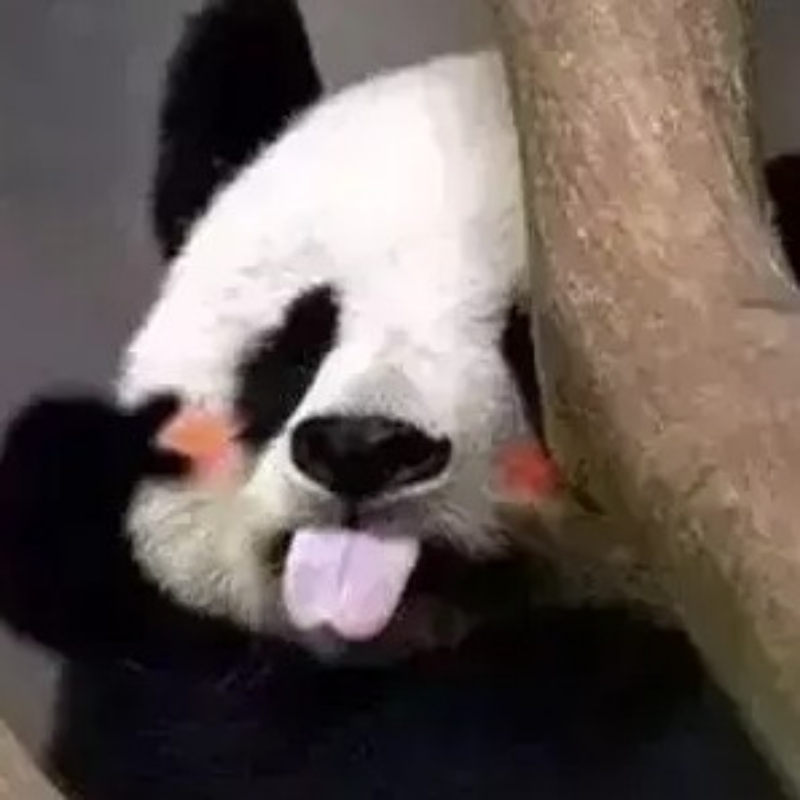 小小白菜酱