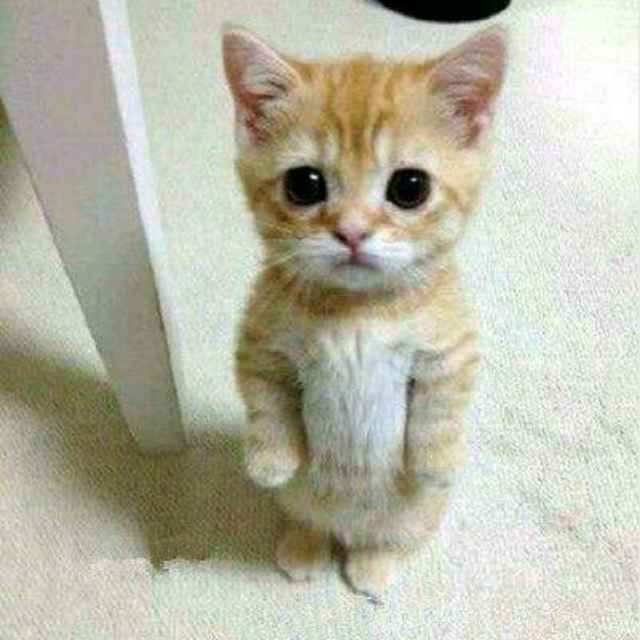 Is, Sir
