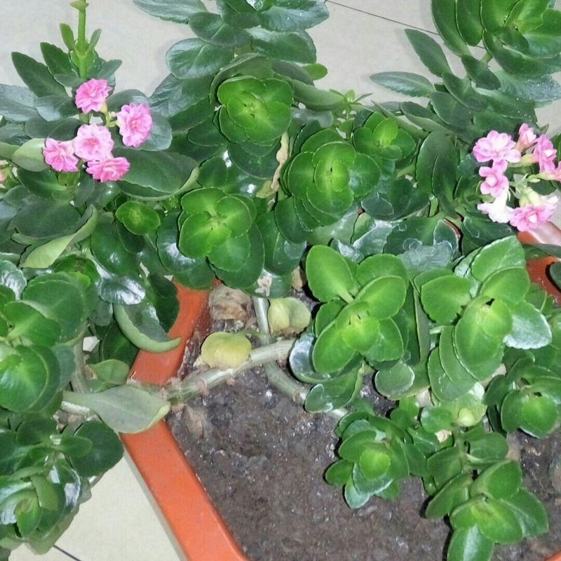 旺角小吃