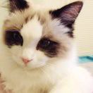 Queenie
