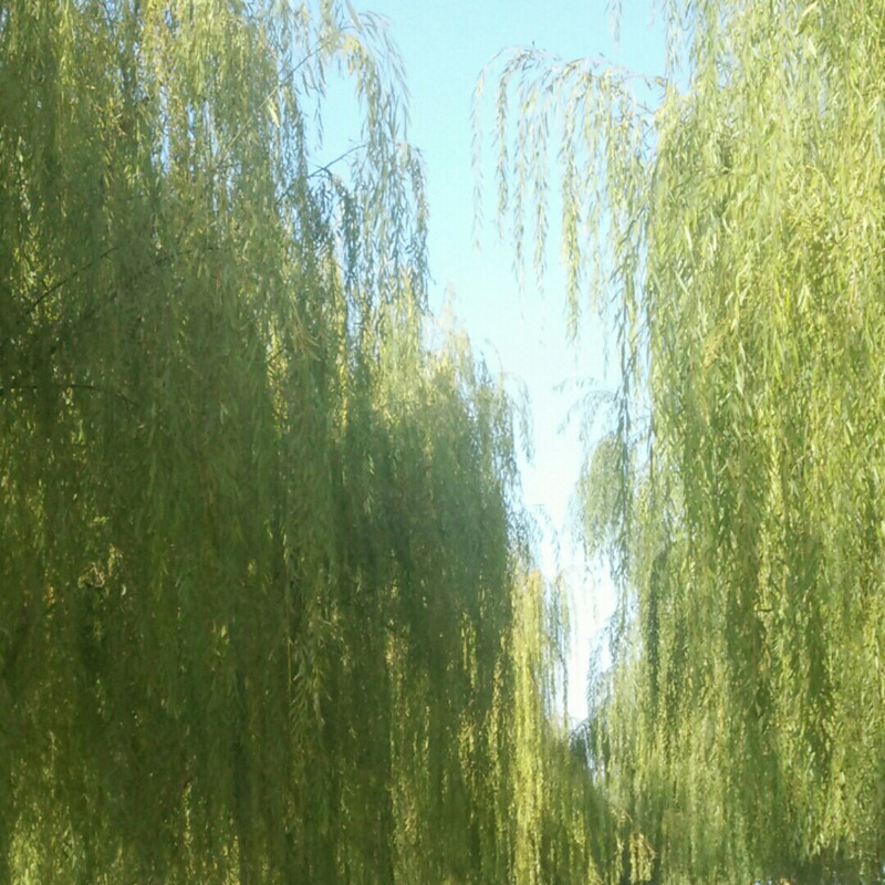 沉默