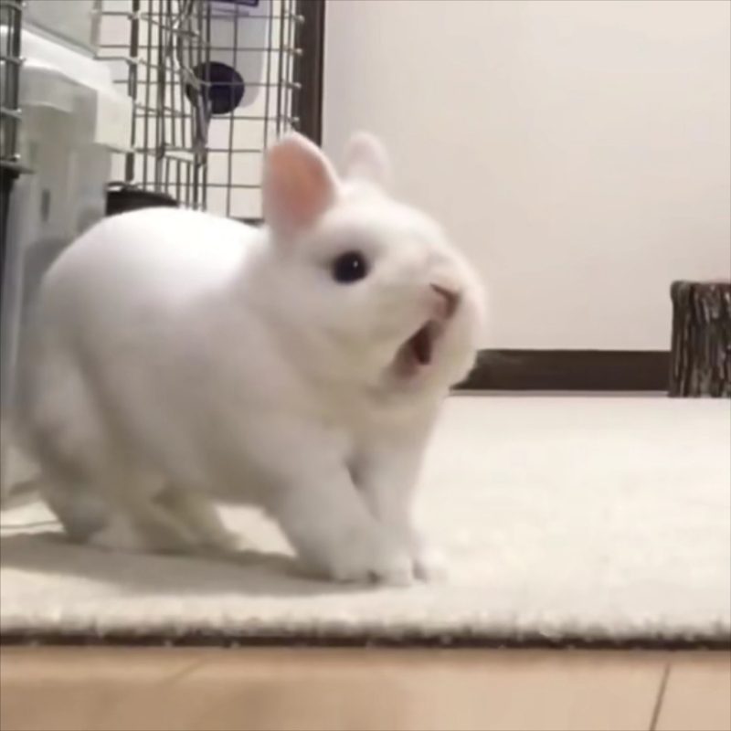 兔兔要次了你，啊！！！