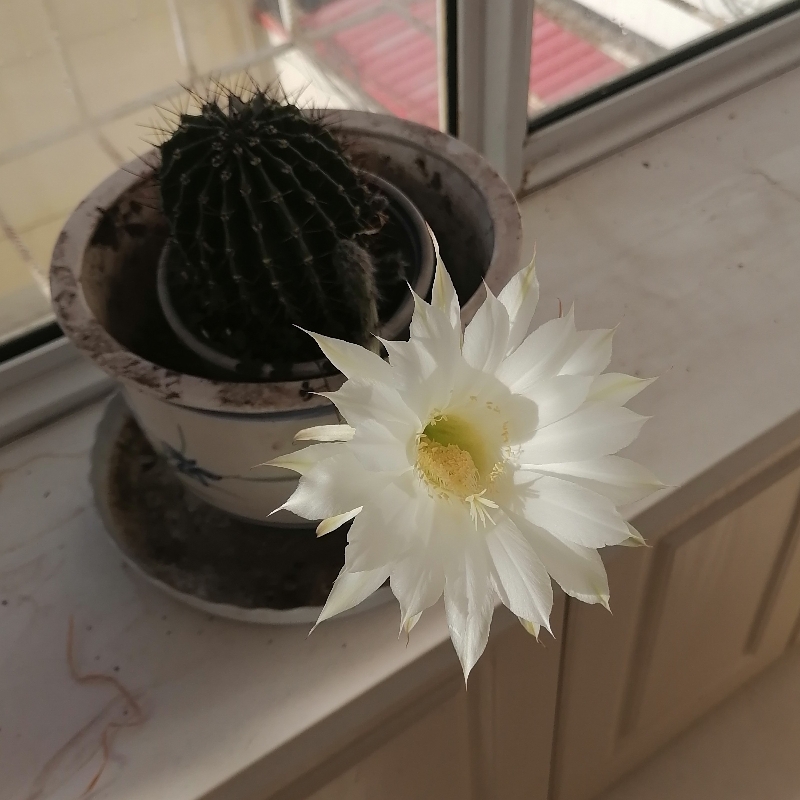 秋菊夏日荷