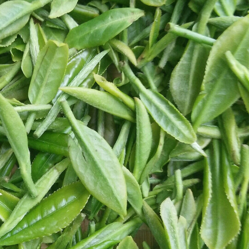 茶叶杨哥