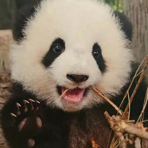 琥珀你