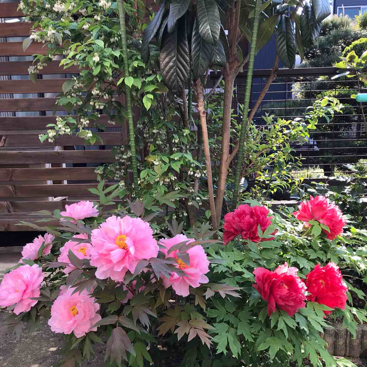 幸惠