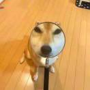 你谢见