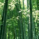 清
