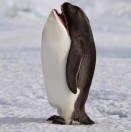 吕