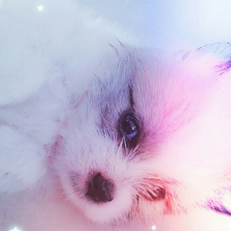渊公子