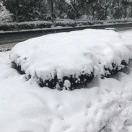 片片枫叶情