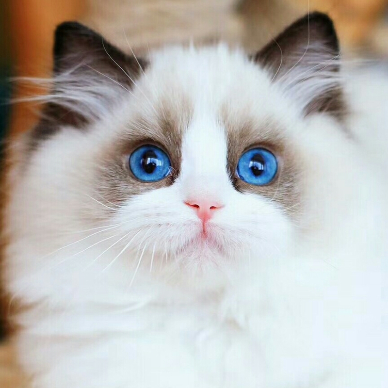 拾得（猫不凡）