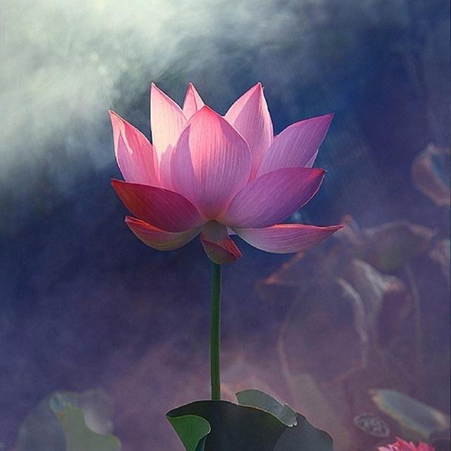 愿你走出半生 归来仍是少年