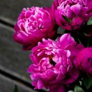 陈喜清18084240236