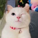 杨大妞?