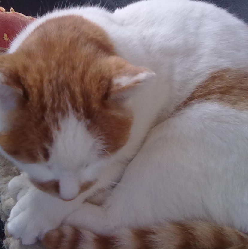 FM 猫猫呼呼