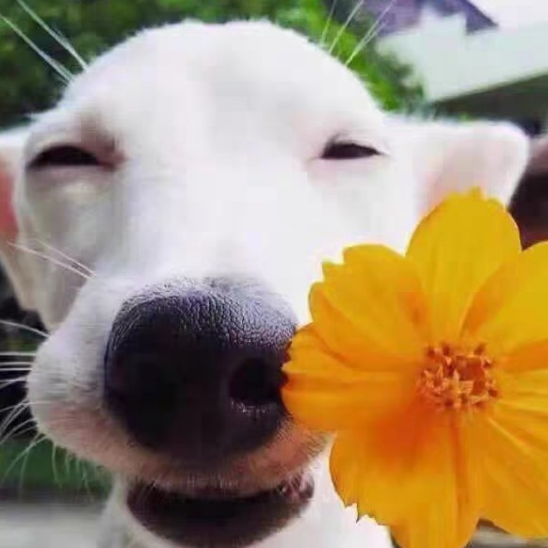 ∪･ω･∪欢乐狗∪･ω･∪