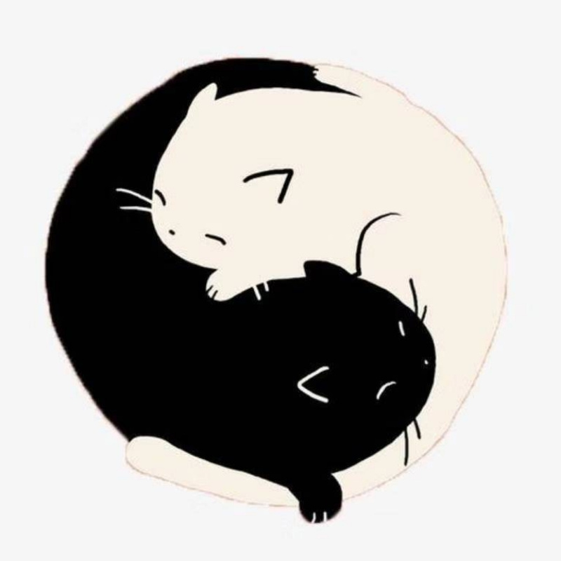 流浪的神猫