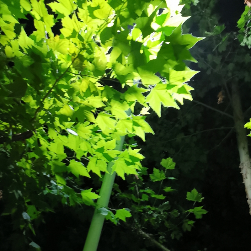 蓝渋