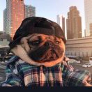 Smelly dog  